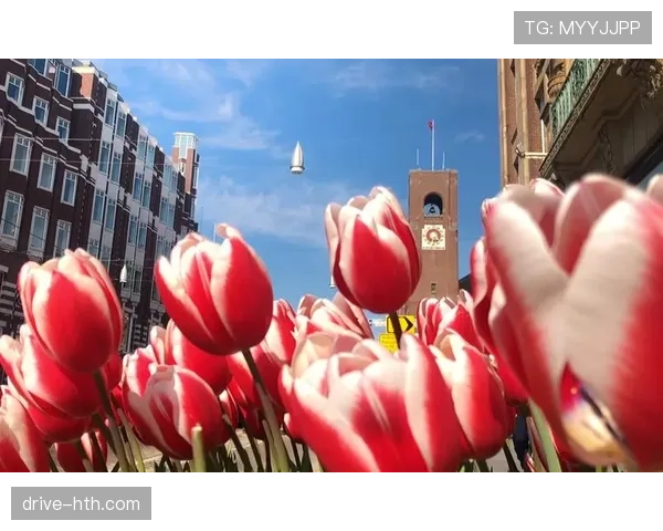 荷兰郁金香足球队状态回暖，重回国际赛场顶尖行列